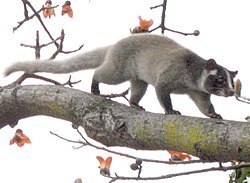 250px-Palm_civet_on_tree_(detail).jpg